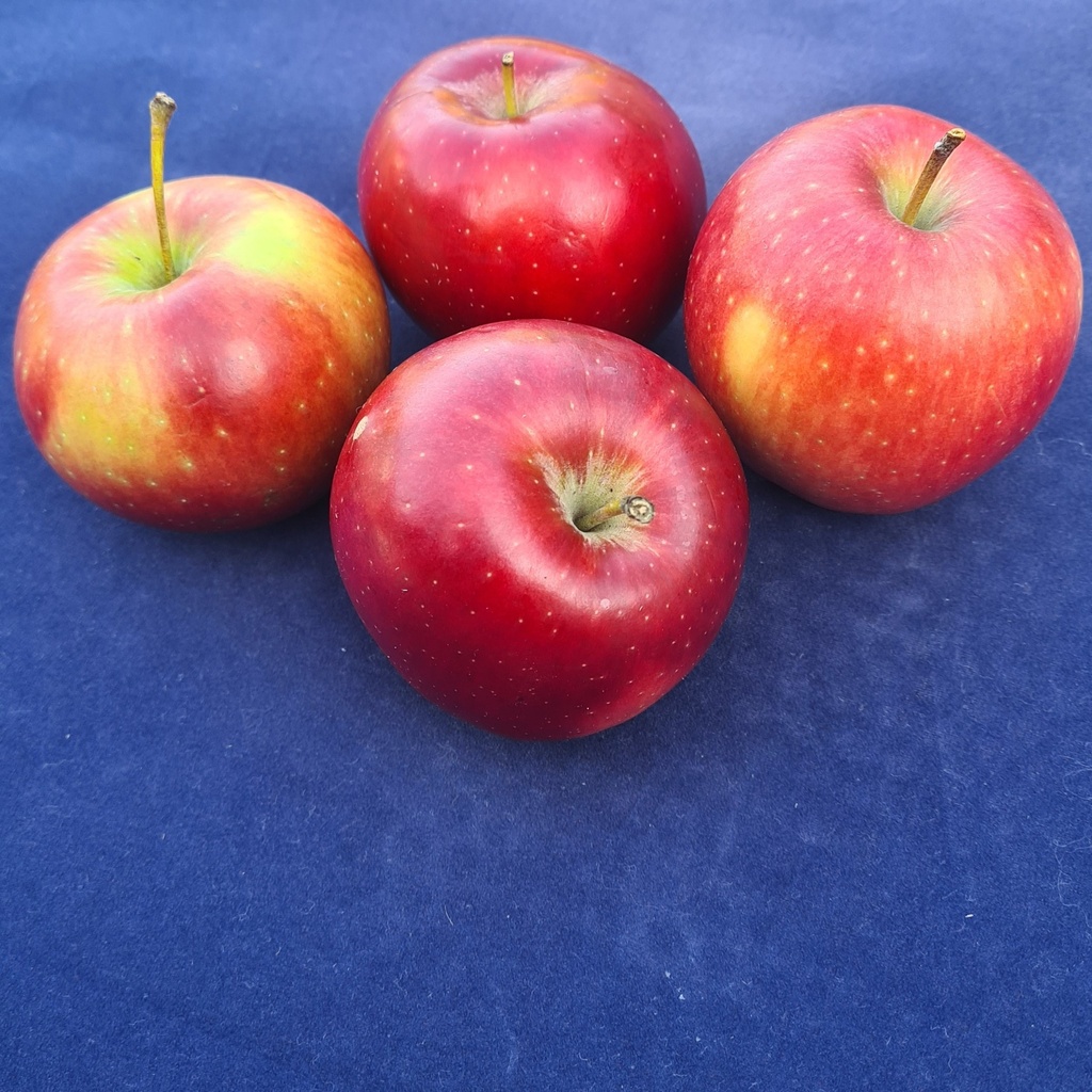 [6383] intimate tropical crisp apple b